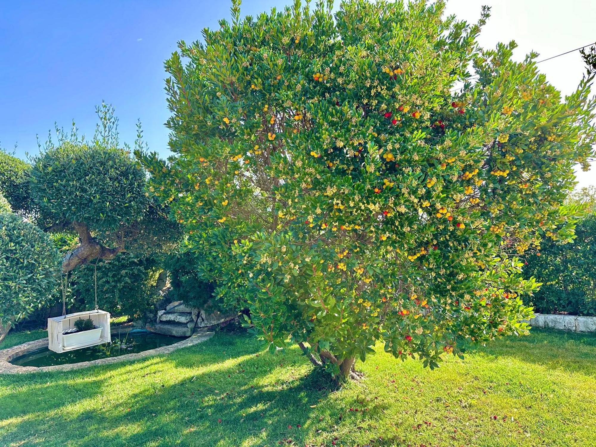 Trulli Fenice Alberobello Cameră foto